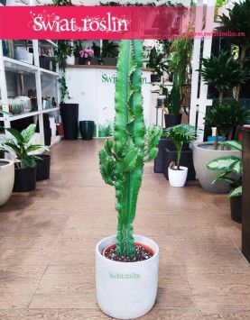 Wilczomlecz, Euphorbia Acrurensis,