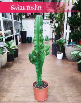 Wilczomlecz, Euphorbia Acrurensis sklep z sukulentami i kaktusami w Krakowie