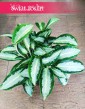 Aglaonema Silver Blue, Aglonema Silver Blue sklep w Krakowie z roślinami