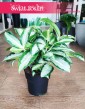 Aglaonema Silver Blue, Aglonema Silver Blue skelp z roślinami internetowy online wysyłka