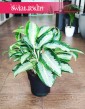 Aglaonema Silver Blue, Aglonema Silver Blue modne rośliny sklep Kraków