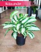 Aglaonema Silver Blue popularne rośliny sklep internetowy online, Aglonema Silver Blue,
