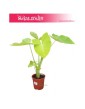 Alokazja Lime Zinger, Alocasia Lime Zinger, Colocasia Xanthosoma