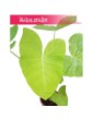 Alokazja, Alokazja Xanthosoma Lime, Alocasia Xanthosoma Lime, Alokazja Lime