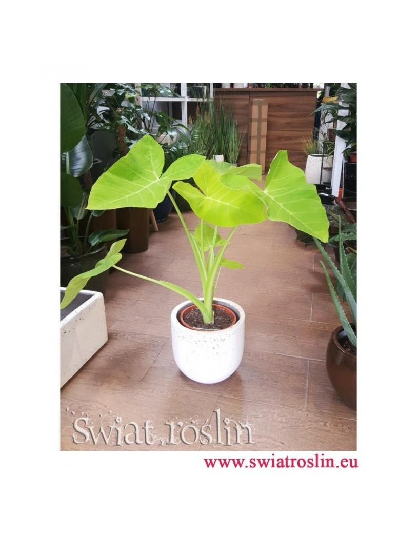 Alokazja, Alokazja Xanthosoma Lime, Alocasia Xanthosoma Lime, Alokazja Lime Zinger, Alocasia Lime Zinger,