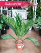 Sagowiec odwinięty, Sagowiec wygięty, Cycas Revoluta, Cykas, rośliny doniczkowe sklep internetowy online