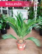 Sagowiec odwinięty, Sagowiec wygięty, Cycas Revoluta, Cykas sklep z roslinami online