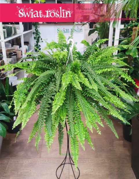 Paproć, Nefrolepis Wyniosły, Nephrolepis Exaltata