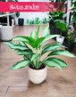 Aglonema Cleopatra, Aglaonema Cleopatra sklep w Krakowie z roślinami