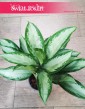 Aglonema Cleopatra, Aglaonema Cleopatra roślina do miejsc widnych