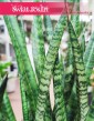 Sansevieria Zeylanica Narrow, Wężownica roślina, Sansewieria Zeylanica Narrow sklep z roślinami