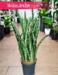 Sansevieria Zeylanica Narrow sklep Kraków online, Wężownica roślina, Sansewieria Zeylanica Narrow