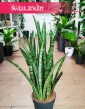 Sansevieria Zeylanica Narrow internetowy sklep online, Wężownica roślina, Sansewieria Zeylanica Narrow