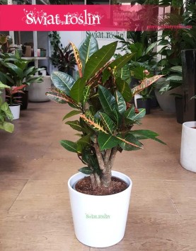 Kroton Petra, Croton Petra, Trójskrzyn sklep online, Codiaeum