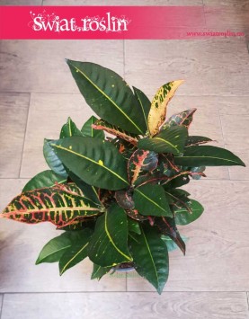 Kroton Petra sklep z roślinami online, Croton Petra, Trójskrzyn, Codiaeum