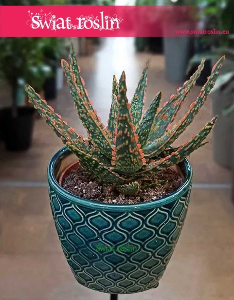 Aloe City Dannyz, Aloes City Dannyz, Aloe Dannyz, rośliny kraków, rośliny do biura, do hotelu, do firmy