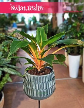 Zielistka Green Orange sklep internetowy online wysyłka, Zielistek, rośliny kolekcjonerskie, rosliny doniczkowe