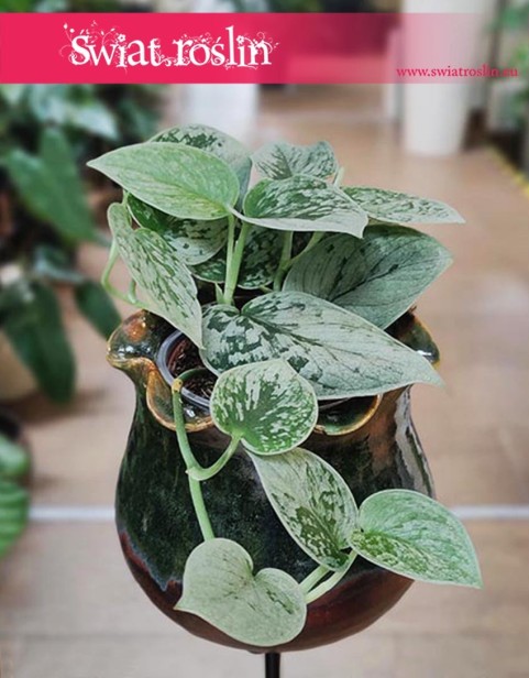 Scindapsus Pictus Silvery Ann, Epipremnum Pictus Silvery Ann,  kwiaty doniczkowe na parapet, do mieszkania, do biura