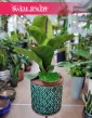 Fikus Lyrata Bambino, Fikus Dębolistny Bambino, Ficus Lyrata Bambino sklep Kraków