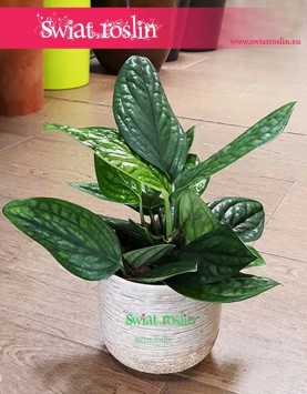 Scindapsus Marble Planet , Epipremnum Pinnatum Marble Planet, Monstera Karstenianum, sklep z roślinami