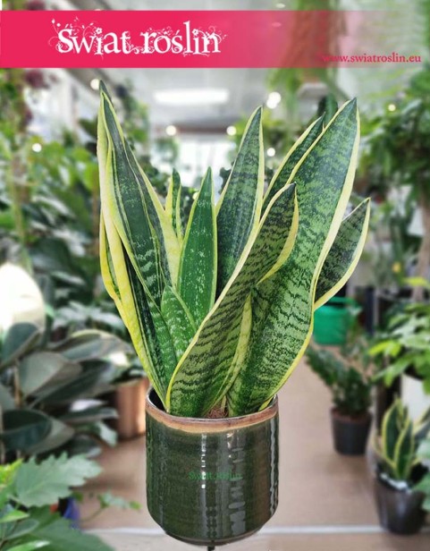 Sansevieria Futura Superba, Sansevieria Gwinejska Futura Superba sklep z roslinami internetowy online