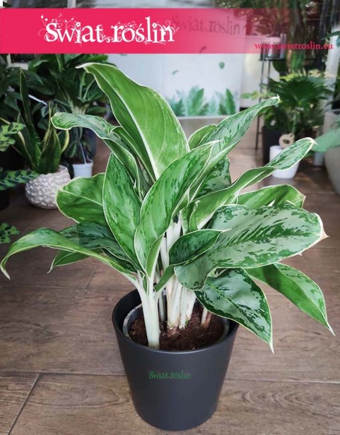 Aglaonema Cintho Queen sklep internetowy online z roślinami, Aglonema Cintho Queen