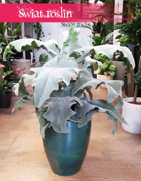 Kalansza Beharensis, Kalanchoe Beharensis, Pluszowe Uszy Słonia roślina