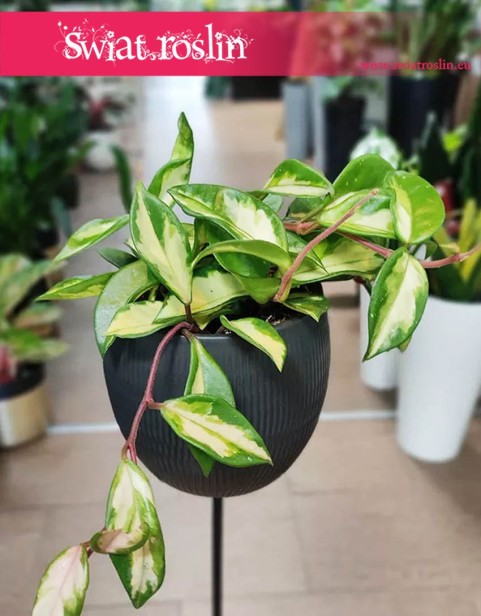 Hoya Carnosa Tricolor sklep, Hoja Carnosa Tricolor, Woskownica, rosliny tropikalne, rosliny egzotyczne