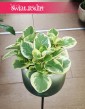 Peperomia Obtipan Bicolor, Peperomia Obtipan Variegata