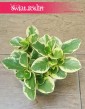 Peperomia Obtipan Bicolor rośliny sklep internetowy online wysyłka, Peperomia Obtipan Variegata
