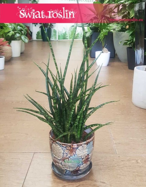 Sansevieria Fernwood Punk, Sansewieria Kirkii Fernwood Punk