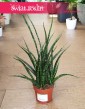 Sansevieria Fernwood Punk, Sansewieria Kirkii Fernwood Punk sklep z roślinami internetowy online