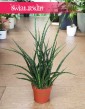 Sansevieria Fernwood Punk sklep Kraków wysyłka roślin, Sansewieria Kirkii Fernwood Punk