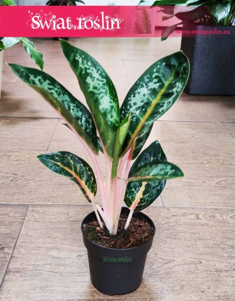 Aglaonema Orange Flame, Aglonema Orange Flame.