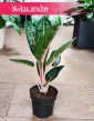Aglaonema Orange Flame, Aglonema Orange Flame odporna roślina sklep wysyłka roślin