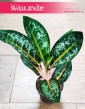 Aglaonema Orange Flame sklep z roślinami internetowy online, Aglonema Orange Flame,