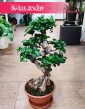 Ficus Microcarpa Ginseng, Fikus Tępy Ginseng sklep wysyłka roślin