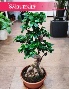 Ficus Microcarpa Ginseng sklep z roślinami internetowy online, Fikus Tępy Ginseng