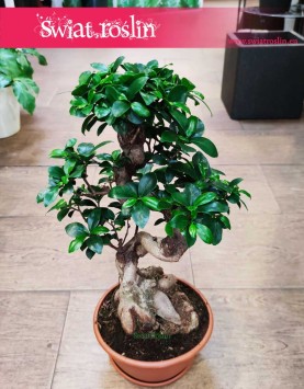 Ficus Microcarpa Ginseng bonsai sklep z roślinami wysyłka roślin, Fikus Tępy Ginseng bonsai