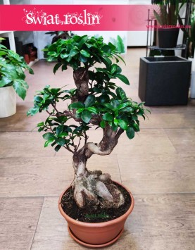 Ficus Microcarpa Ginseng bonsai sklep z roślinami w Krakowie internetowy online, Fikus Tępy Ginseng bonsai