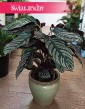 Kalatea Ornata, Calathea Ornata, internetowy sklep z roślinami doniczkowymi, wysyłka roślin,  rośliny Kraków
