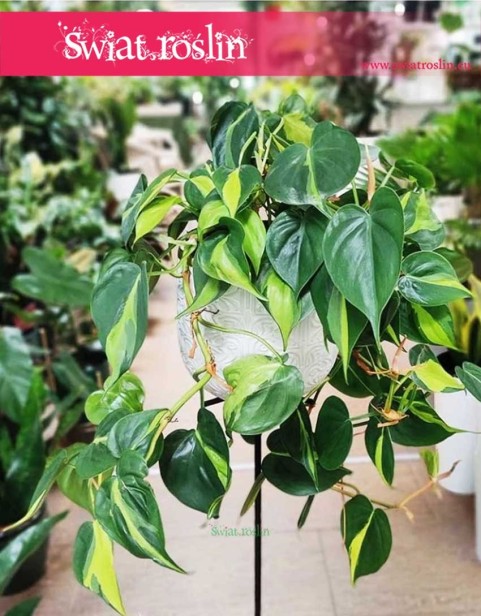 Philodendron Scandens Brasil, Filodendron Pnący Brasil Filodendron pnącze sklep w krakowie internetowy online