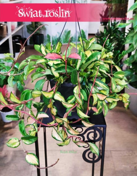 Duża Hoya Carnosa Tricolor, wielka Hoja, Woskownica pnącze sklep internetowy online