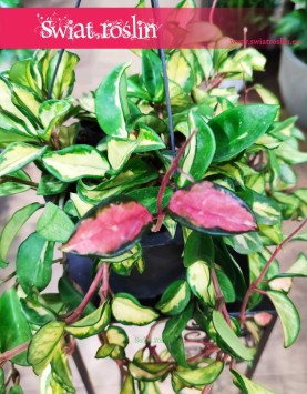 Duże pnącze Hoya Carnosa Tricolor sklep online, wielka Hoja, Woskownica wysyłka