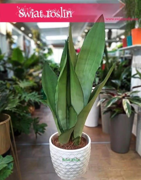 Sansevieria Moonshine, Wężownica, Sansewieria  Moonshine, sklep online z roślinami, wysyłka roślin