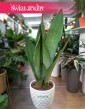 Sansevieria Moonshine, Wężownica, Sansewieria  Moonshine, sklep online z roślinami, wysyłka roślin