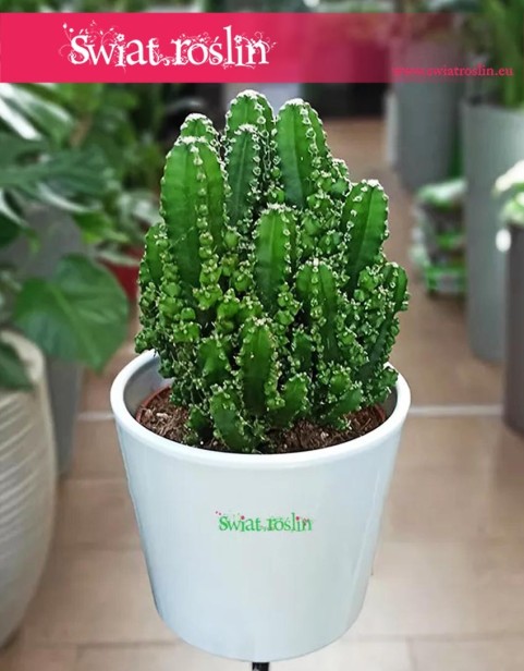 Cereus, Cereus Peruwiański Paolina, Cereus Peruvianus Paolina, Pałczak Paolina, rośliny kwiaty doniczkowe