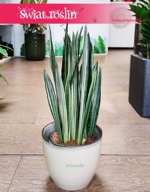 Sansevieria Bantel, Sansewieria Bantel