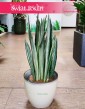 Sansevieria Bantel, Sansewieria Bantel