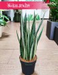 Sansevieria Bantel modna roślina doniczkowa wysyłka, Sansewieria Bantel